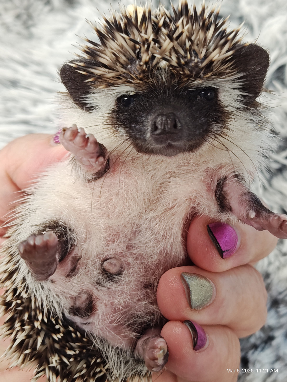 African Pygmy Hedgehog Babies – Cuddly Companions by PNC Family FInds