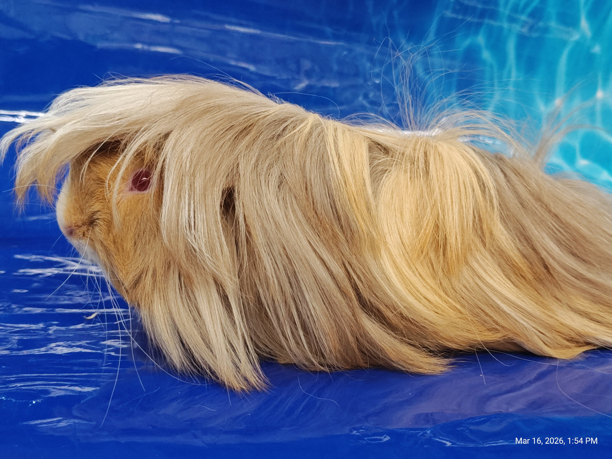 Guinea Pig Babies – Adorable Companions by PNC Family Finds