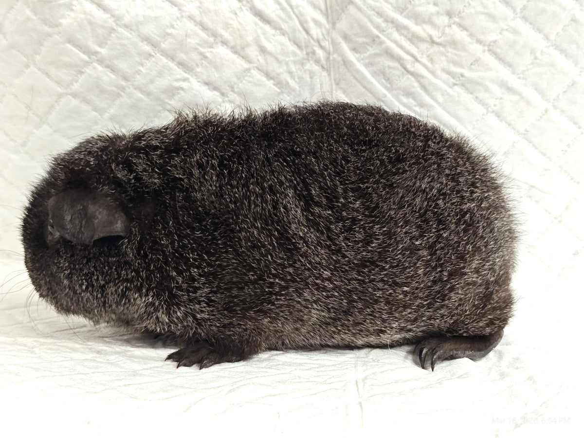 Guinea Pig Babies – Adorable Companions by PNC Family Finds