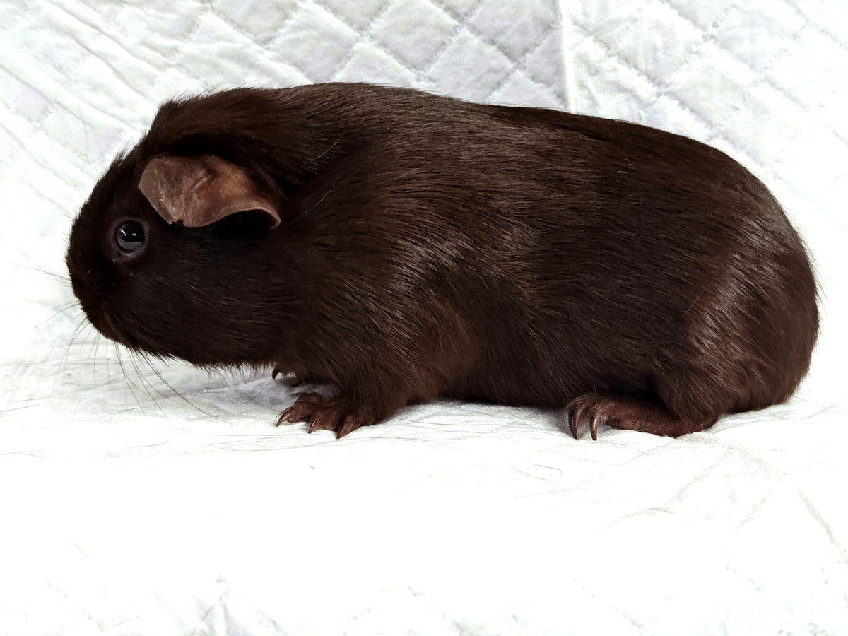 Guinea Pig Babies – Adorable Companions by PNC Family Finds