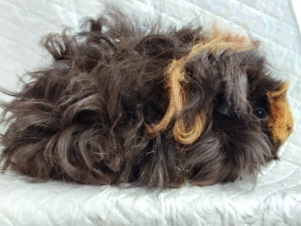 Guinea Pig Babies – Adorable Companions by PNC Family Finds
