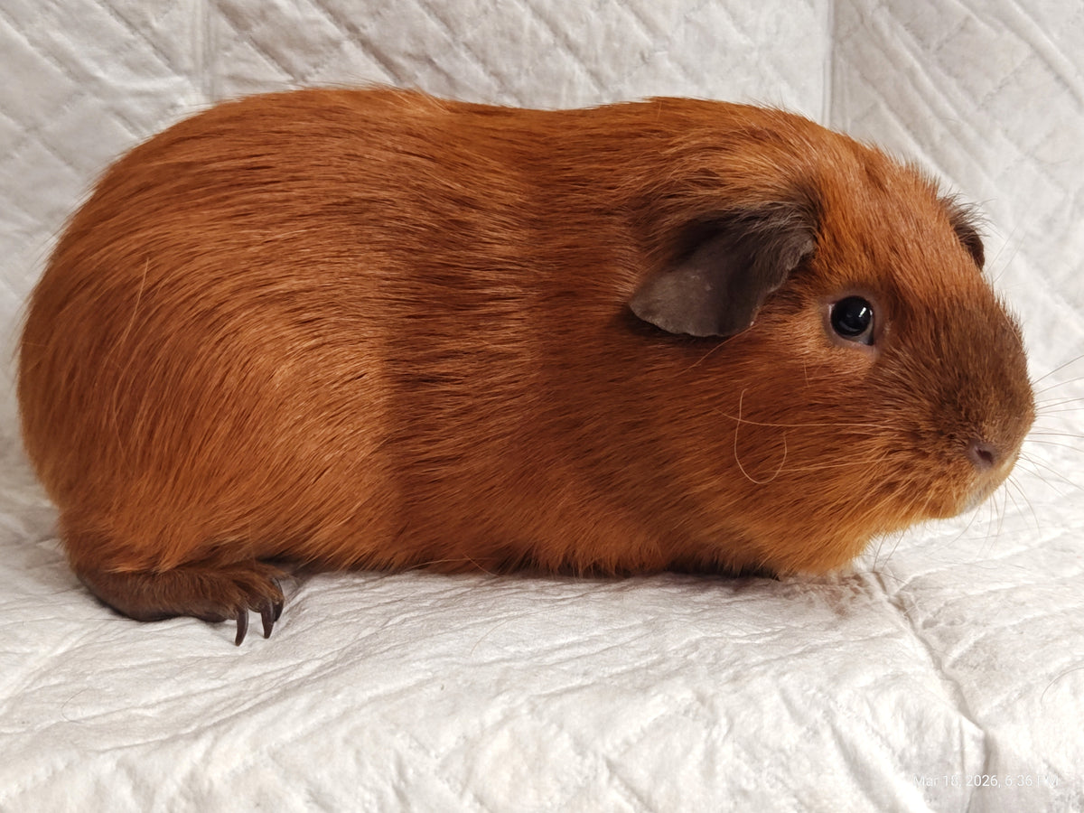 Guinea Pig Babies – Adorable Companions by PNC Family Finds