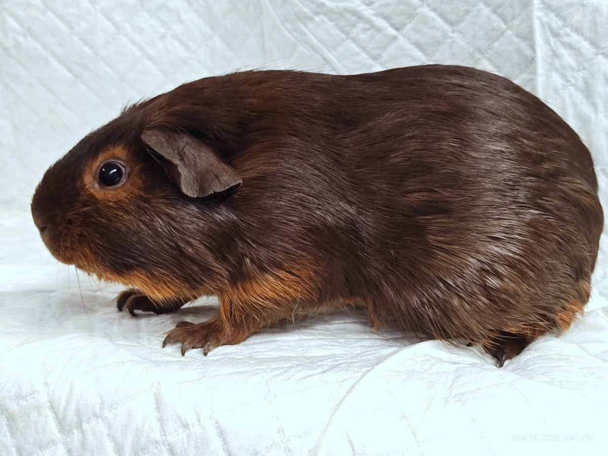 Guinea Pig Babies – Adorable Companions by PNC Family Finds