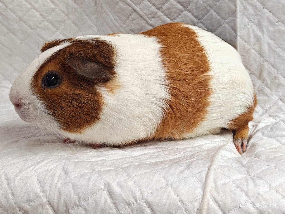 Guinea Pig Babies – Adorable Companions by PNC Family Finds