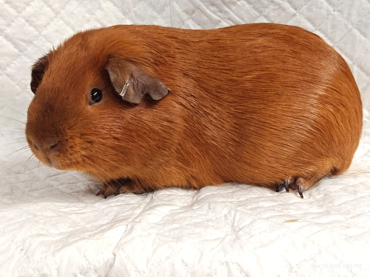 Guinea Pig Babies – Adorable Companions by PNC Family Finds
