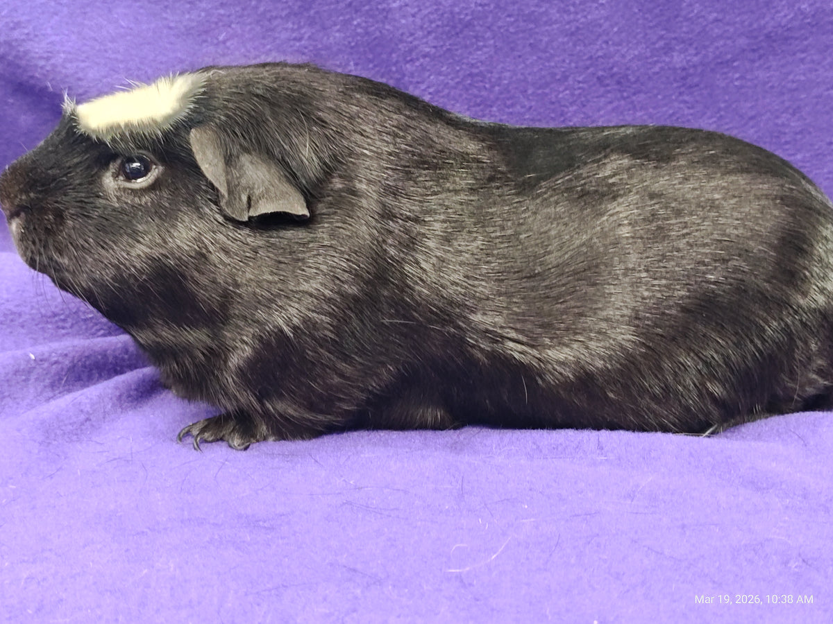 Guinea Pig Babies – Adorable Companions by PNC Family Finds