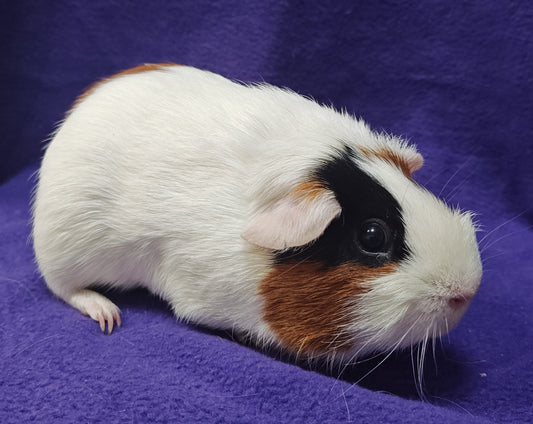 Guinea Pig Babies – Adorable Companions by PNC Family Finds