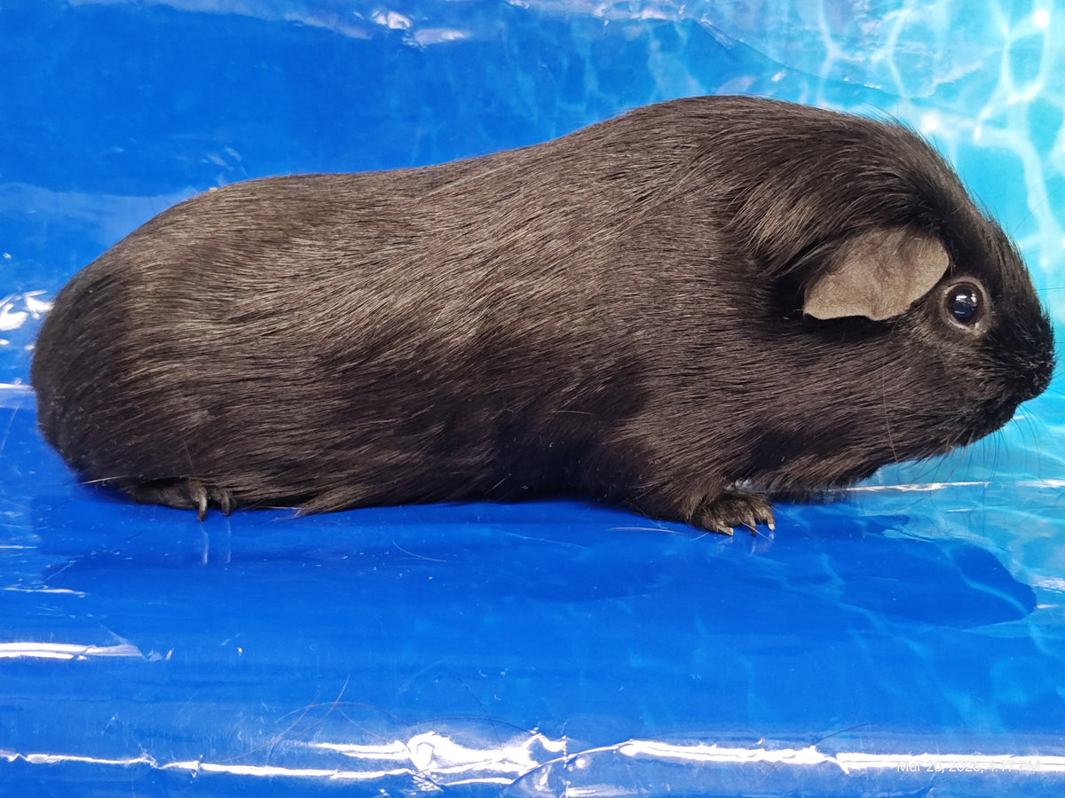 Guinea Pig Babies – Adorable Companions by PNC Family Finds