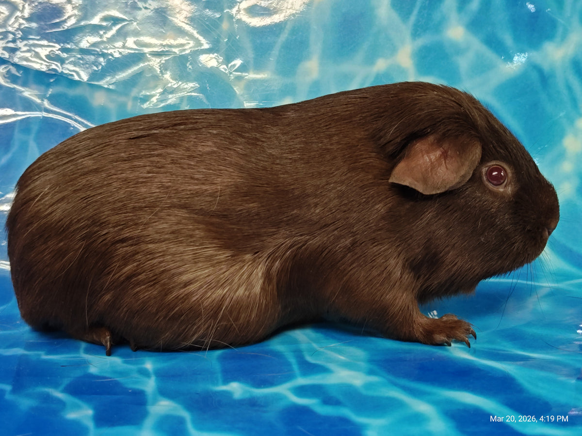 Guinea Pig Babies – Adorable Companions by PNC Family Finds