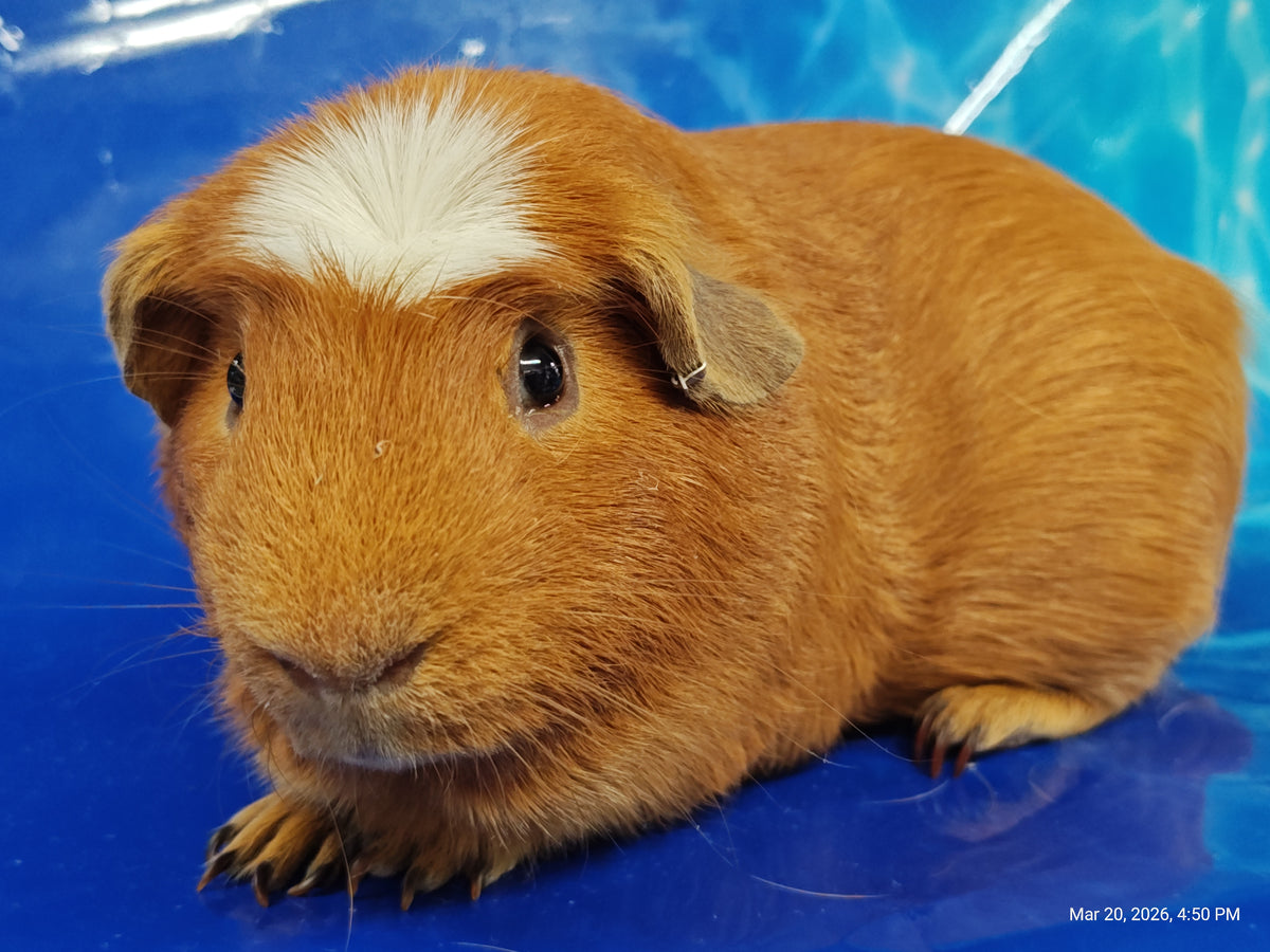 Guinea Pig Babies – Adorable Companions by PNC Family Finds