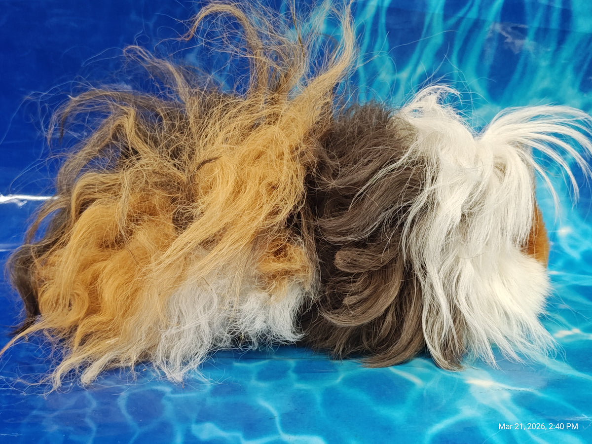 Guinea Pig Babies – Adorable Companions by PNC Family Finds