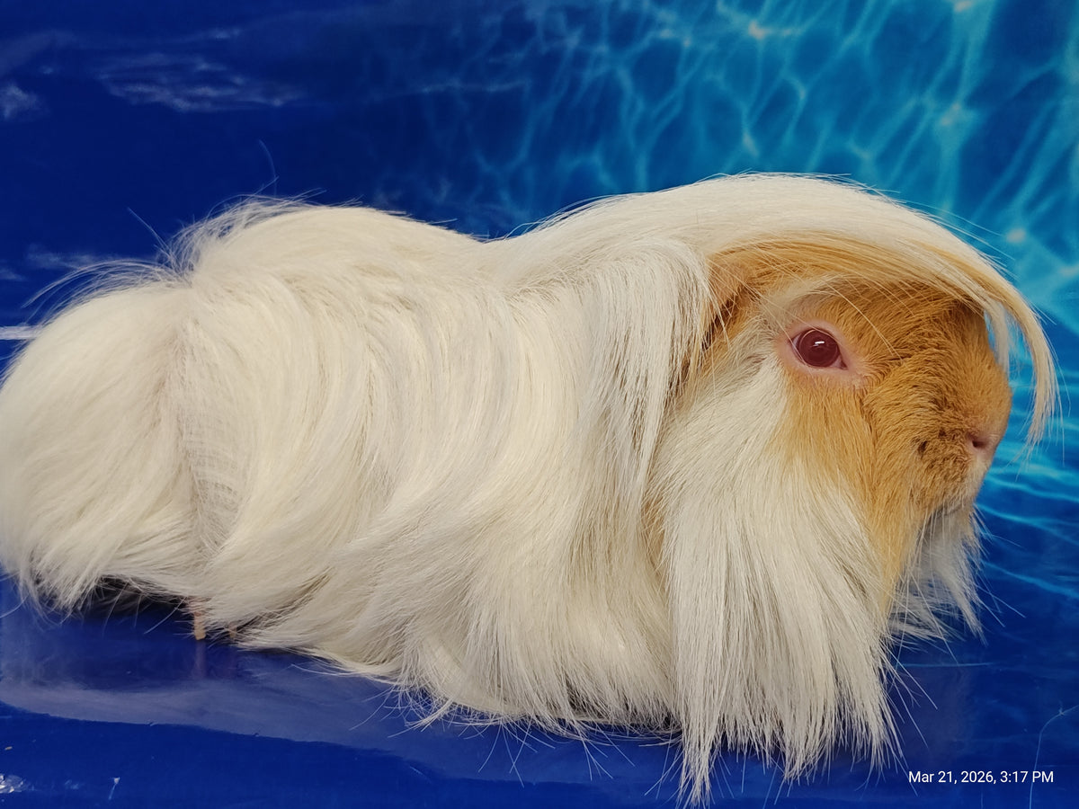 Guinea Pig Babies – Adorable Companions by PNC Family Finds