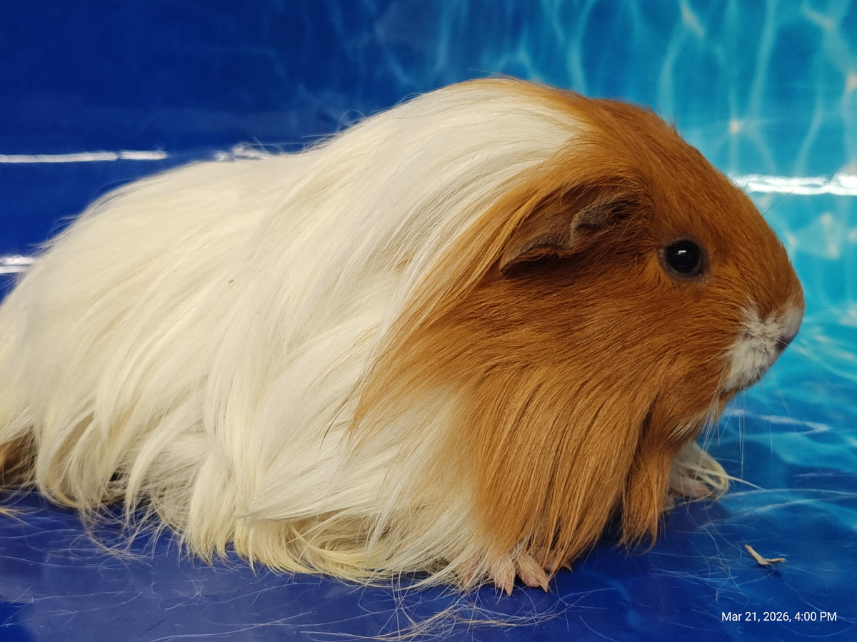 Guinea Pig Babies – Adorable Companions by PNC Family Finds