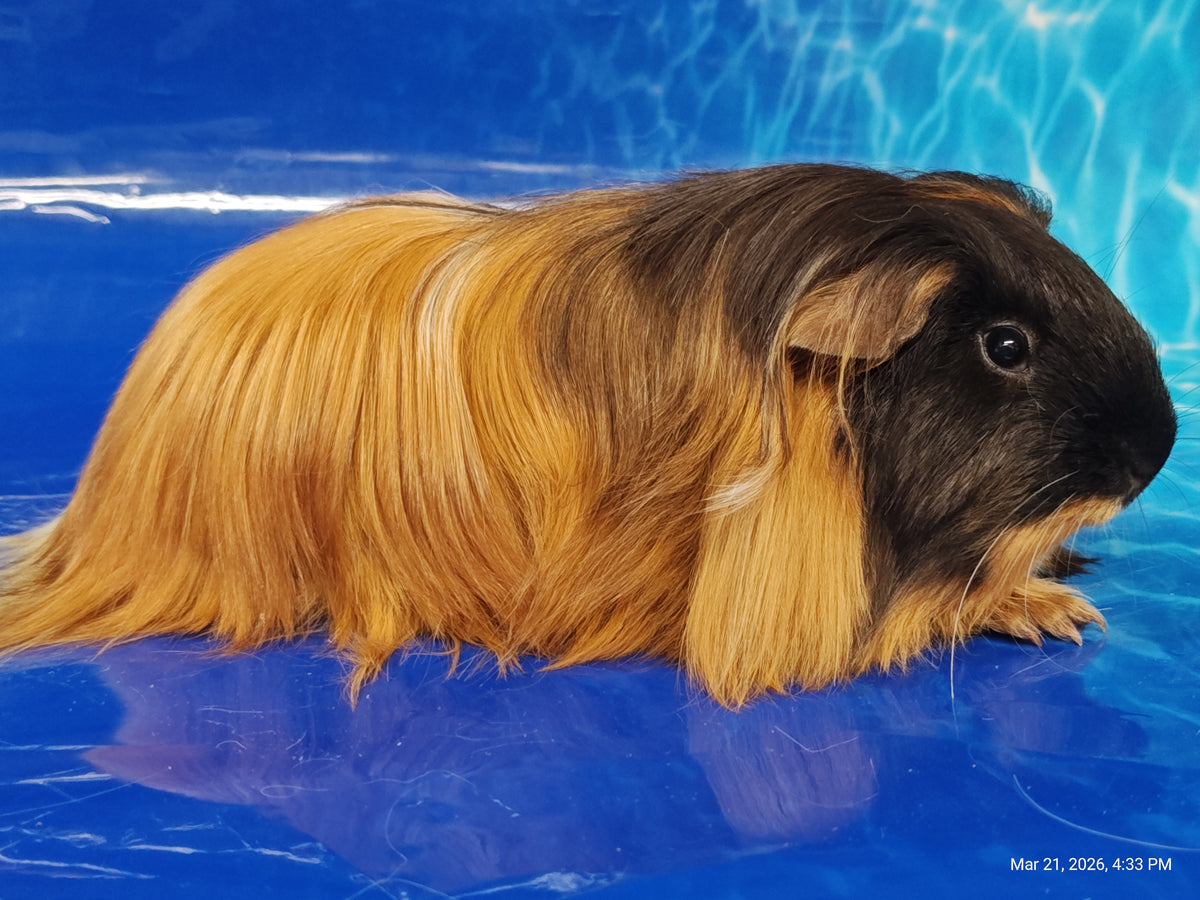Guinea Pig Babies – Adorable Companions by PNC Family Finds