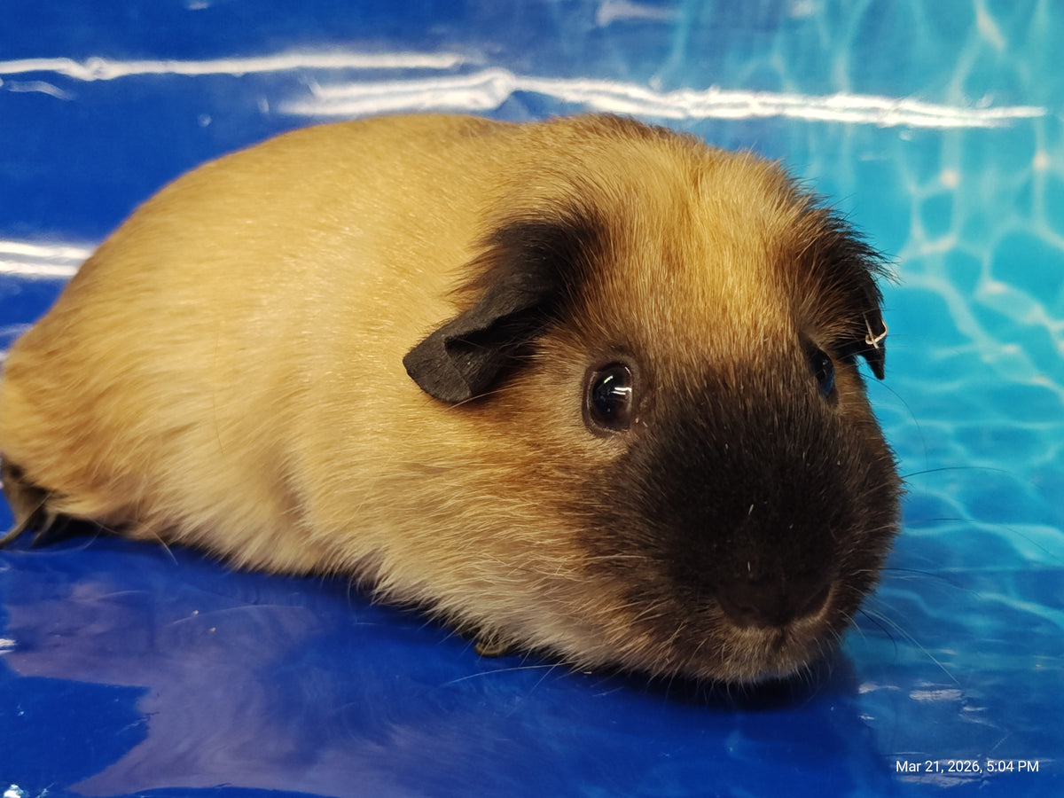 Guinea Pig Babies – Adorable Companions by PNC Family Finds