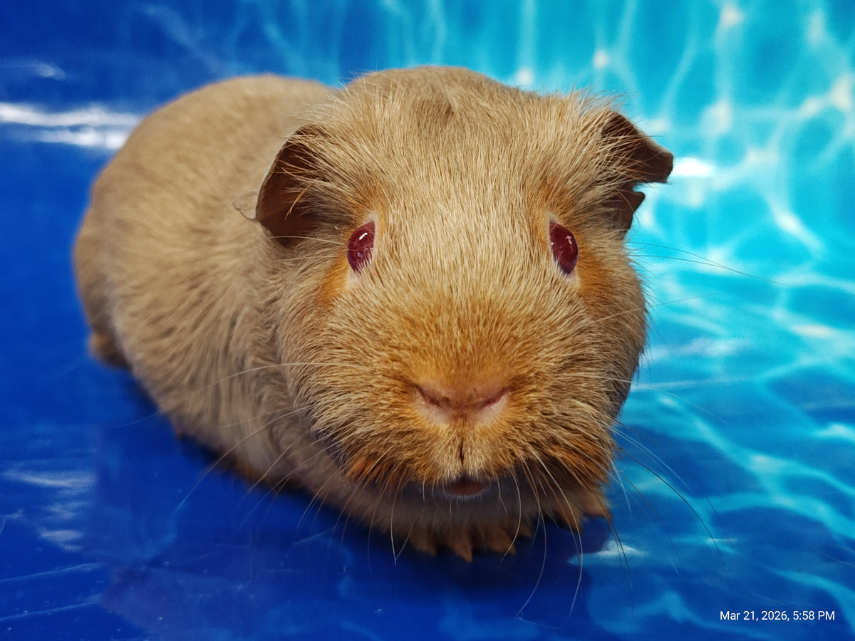 Guinea Pig Babies – Adorable Companions by PNC Family Finds