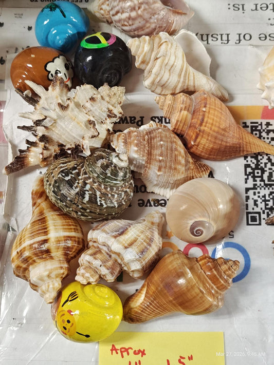 Hermit crab Shells 1 to 1.5  inch Assorted 14 Pack
