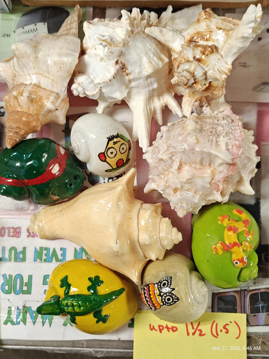 Hermit crab Shells solid 1.5 FANCY inch Assorted 10 Pack