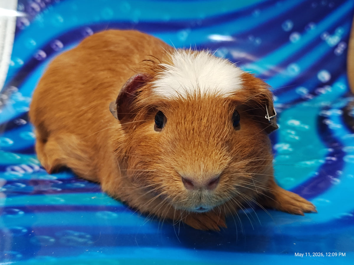 Guinea Pig Babies – Adorable Companions by PNC Family Finds