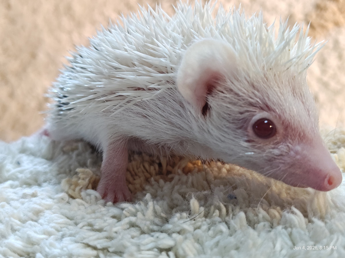 African Pygmy Hedgehog Babies – Cuddly Companions by PNC Family FInds