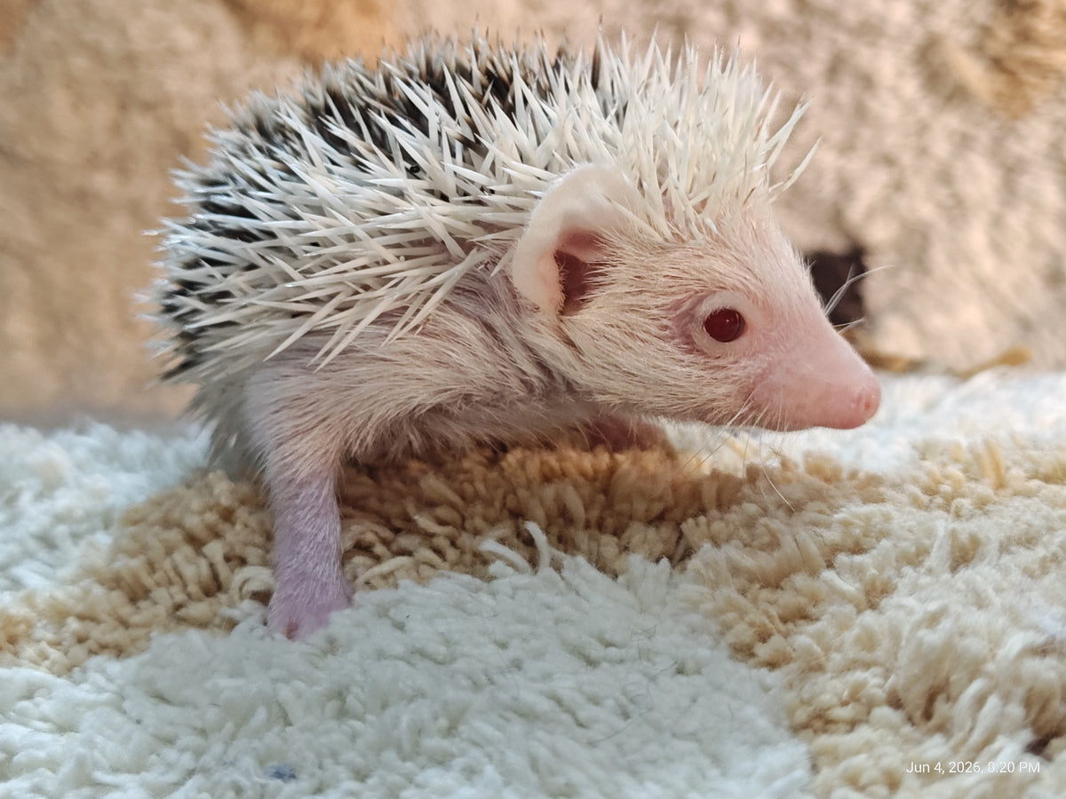 African Pygmy Hedgehog Babies – Cuddly Companions by PNC Family FInds