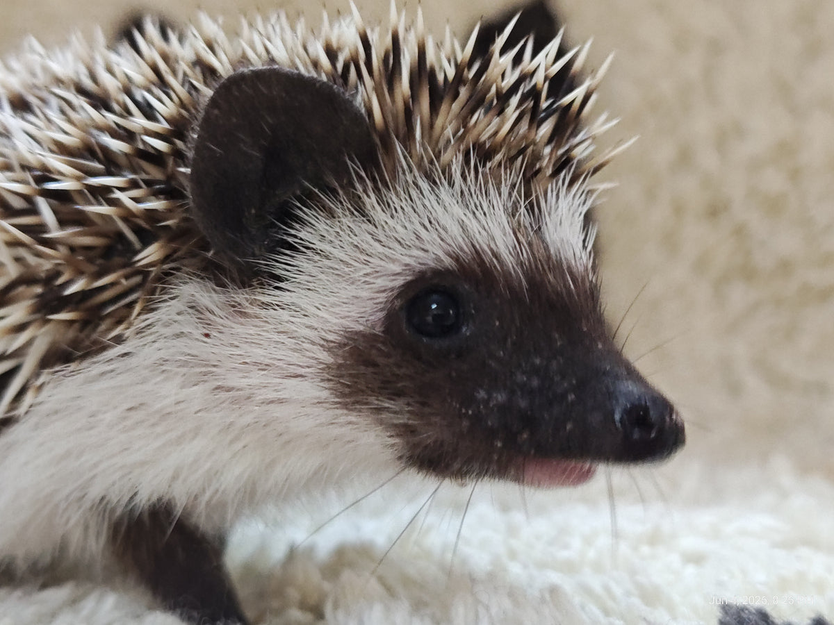 African Pygmy Hedgehog Babies – Cuddly Companions by PNC Family FInds
