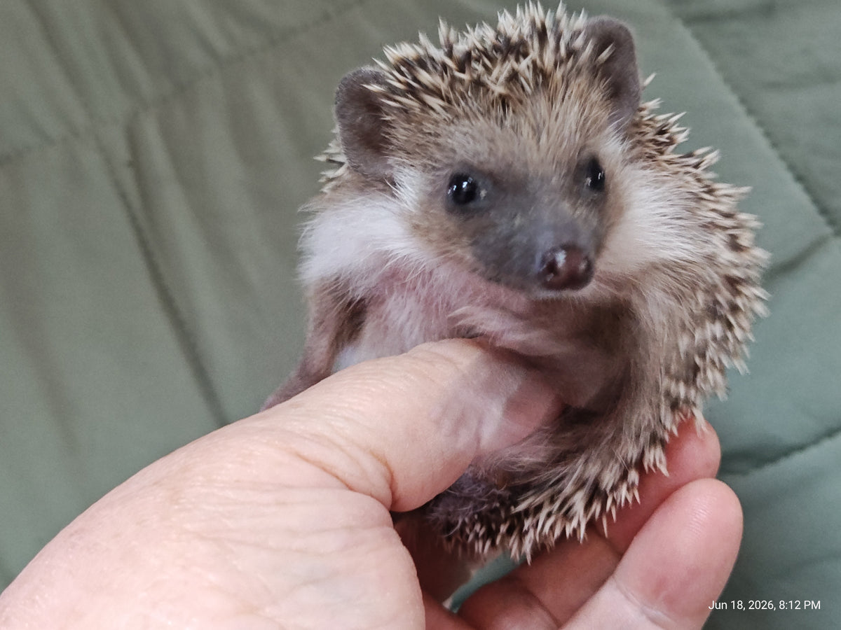African Pygmy Hedgehog Babies – Cuddly Companions by PNC Family FInds
