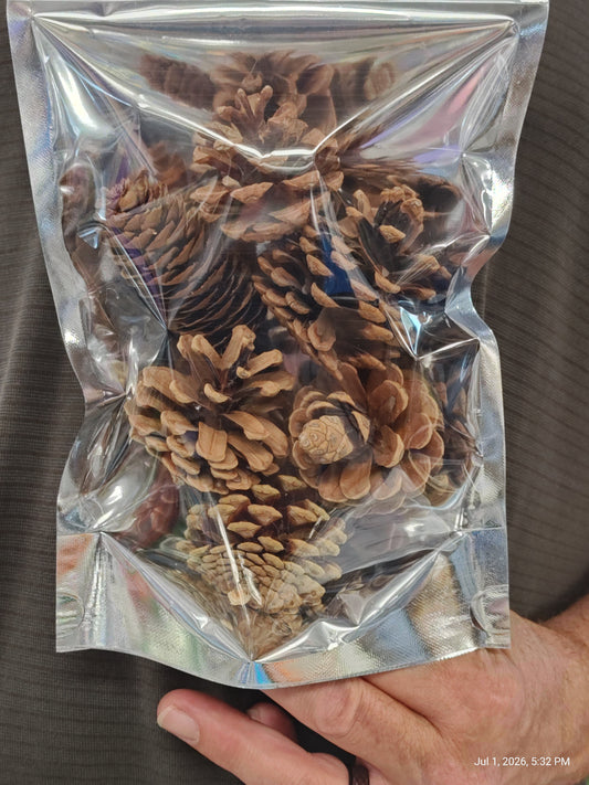 Pine cone Treat/Chews Perfect Rodent & Bird Chews 6 pack