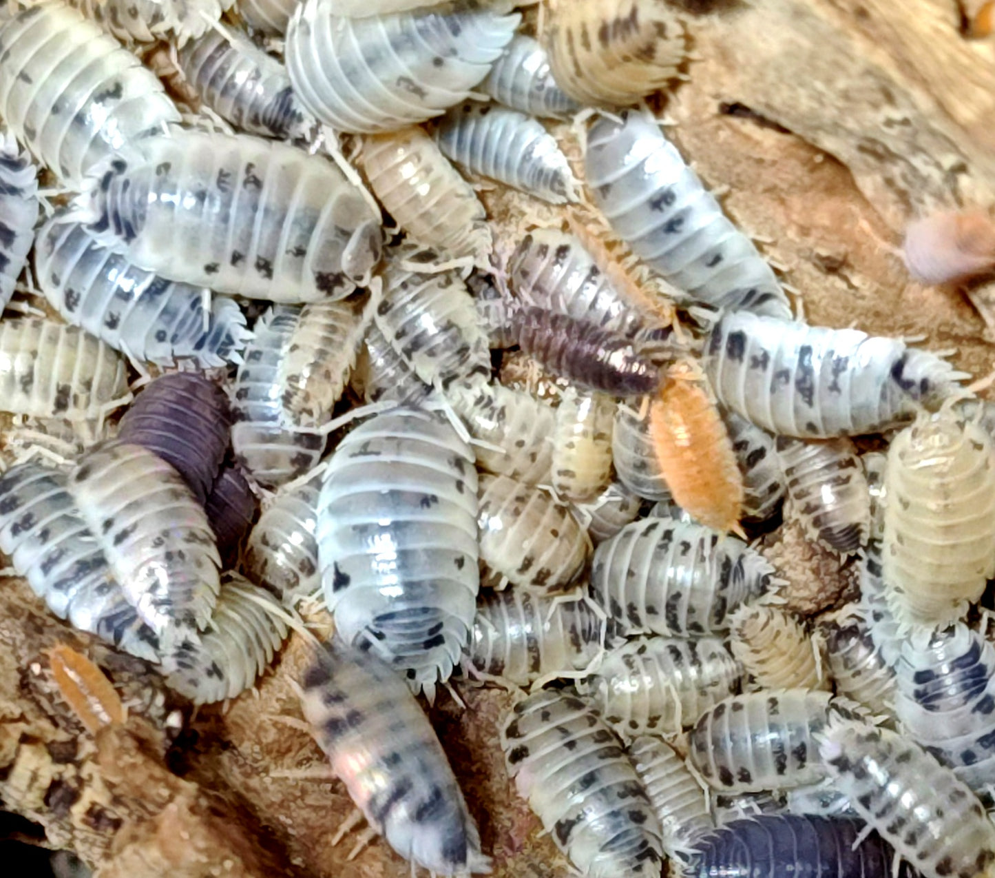 ARMADILLIDIUM DEPRESSUM