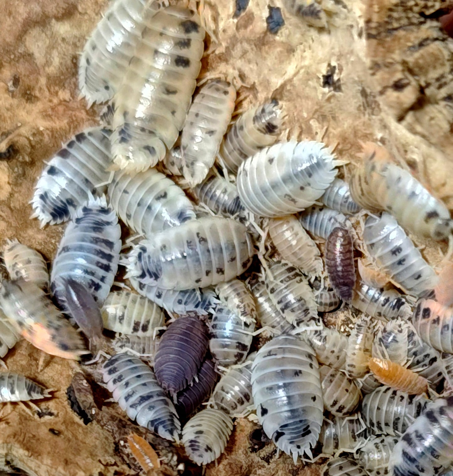 ARMADILLIDIUM DEPRESSUM