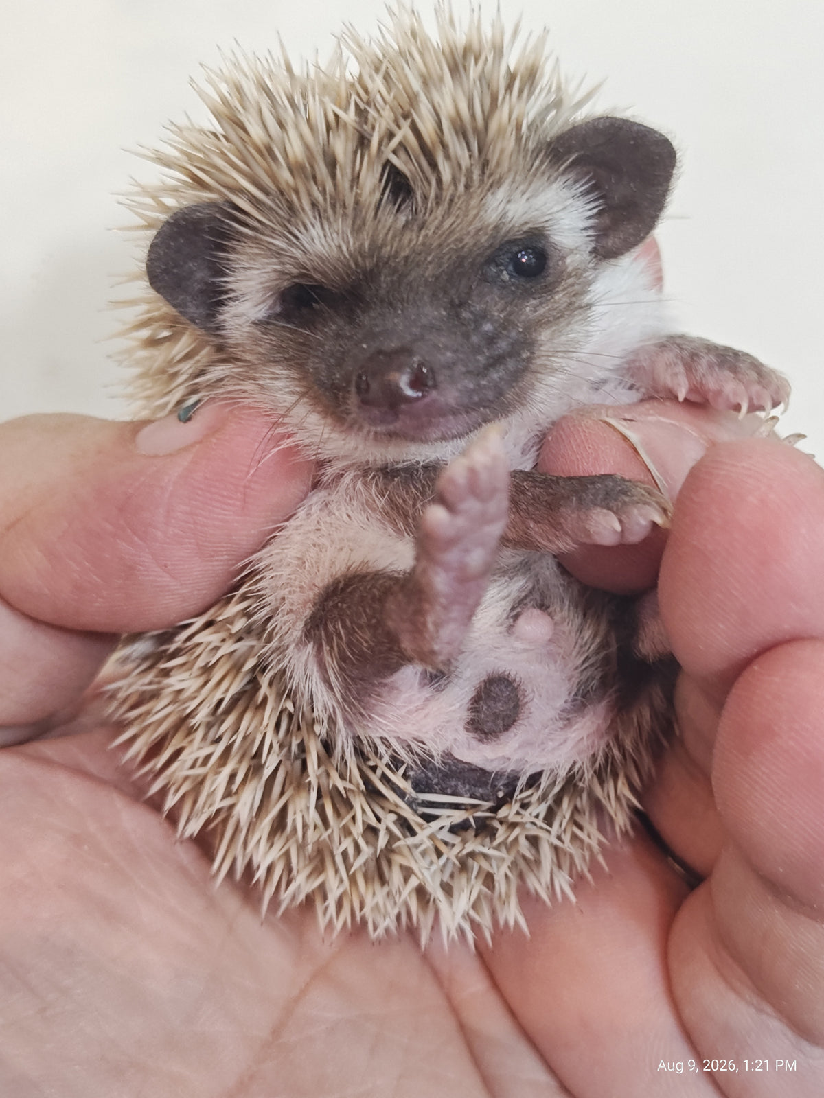 African Pygmy Hedgehog Babies – Cuddly Companions by PNC Family FInds