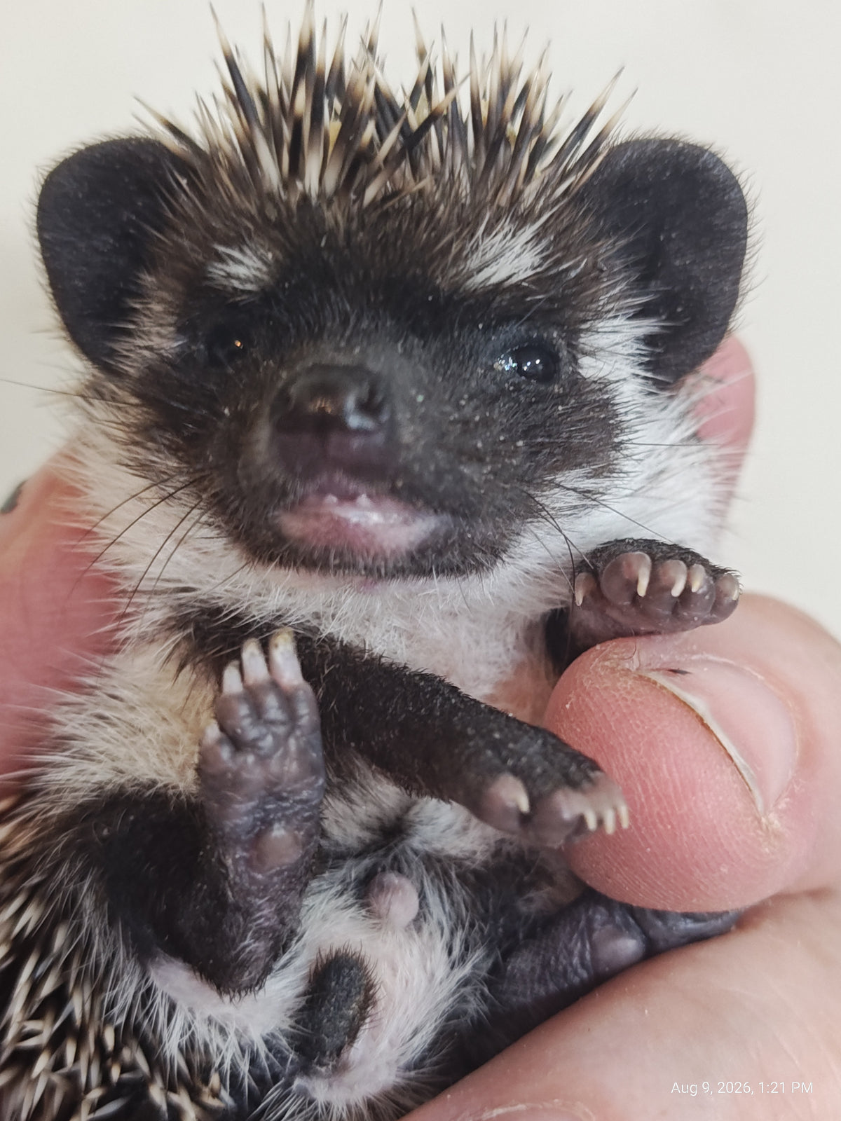 African Pygmy Hedgehog Babies – Cuddly Companions by PNC Family FInds