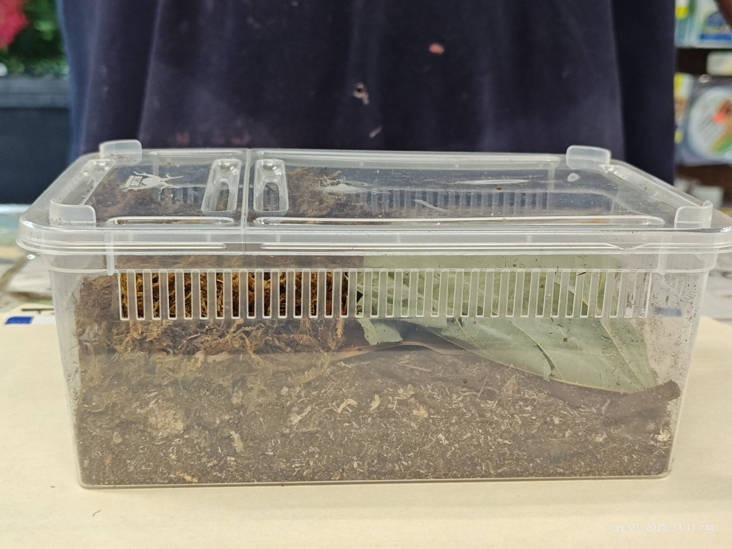 Isopod & Invertebrate Starter kit (Home only -no live included)