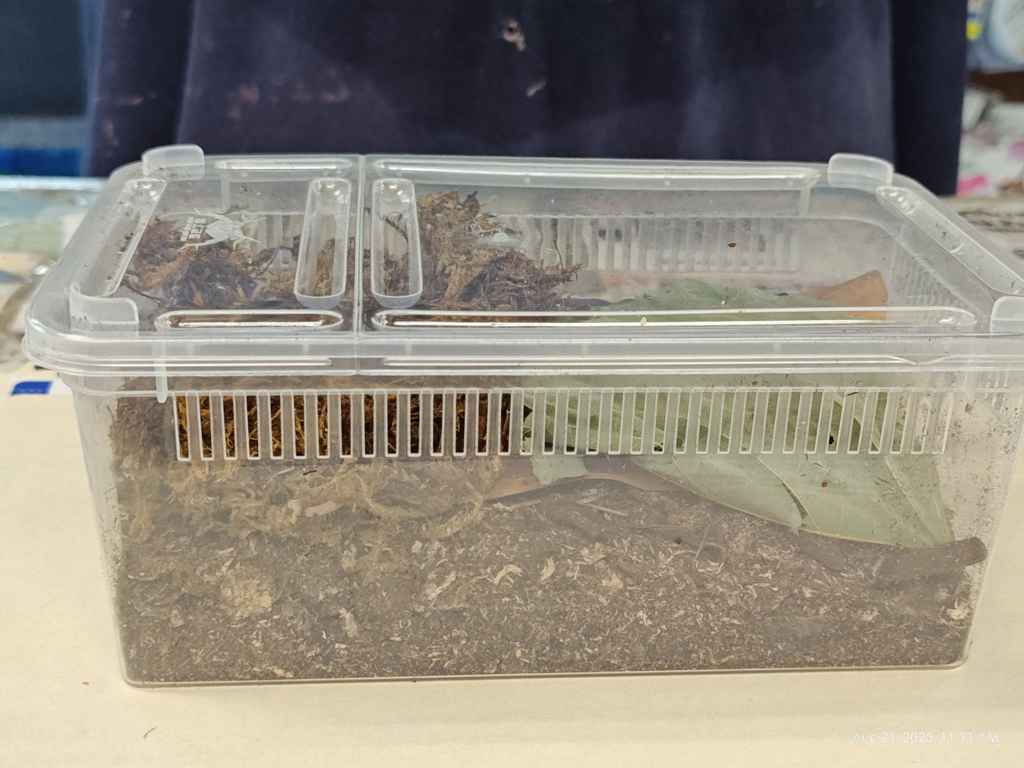 Isopod & Invertebrate Starter kit (Home only -no live included)