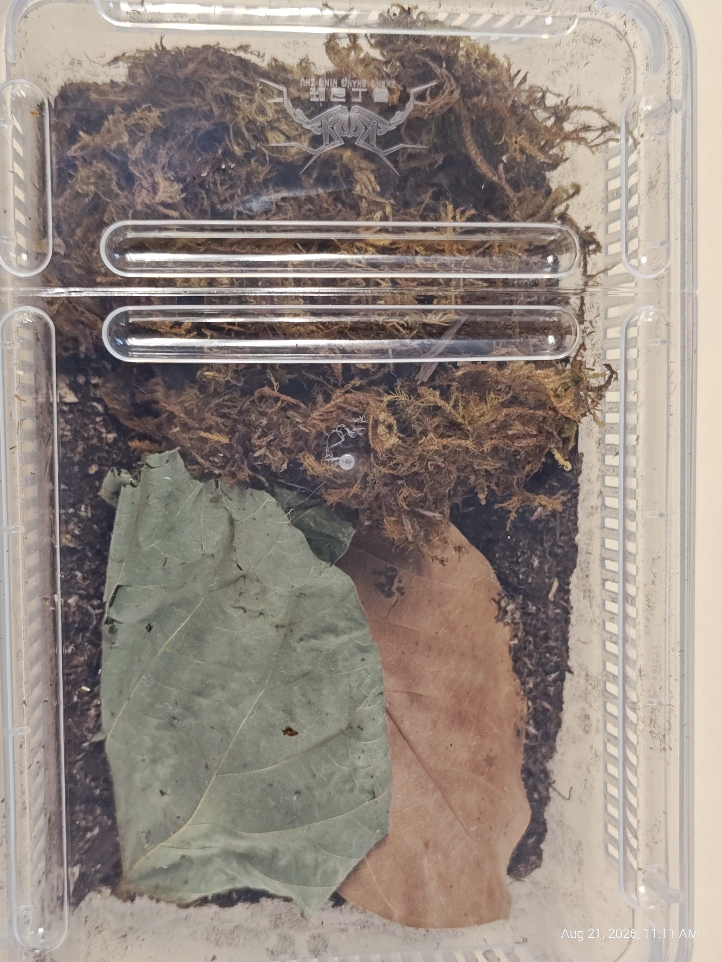 Isopod & Invertebrate Starter kit (Home only -no live included)