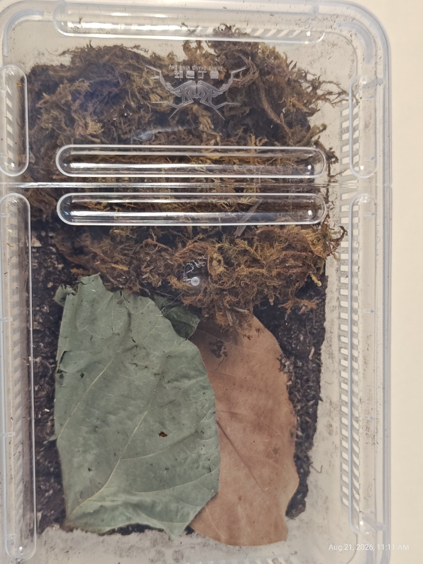 Isopod & Invertebrate Starter kit (Home only -no live included)