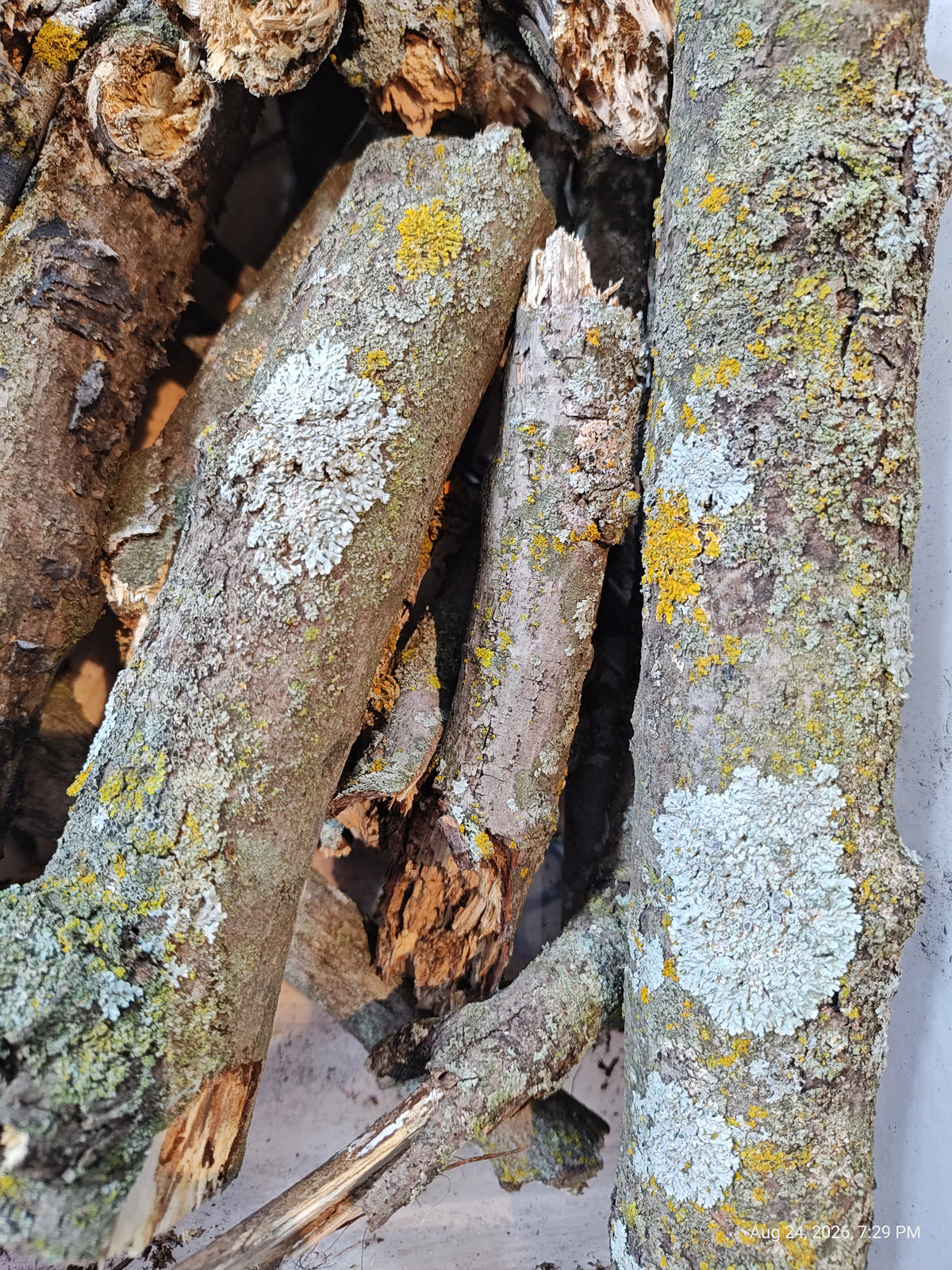 Lichen Sticks Bark Pieces – Natural Treats for Isopods by PNC Family FInds