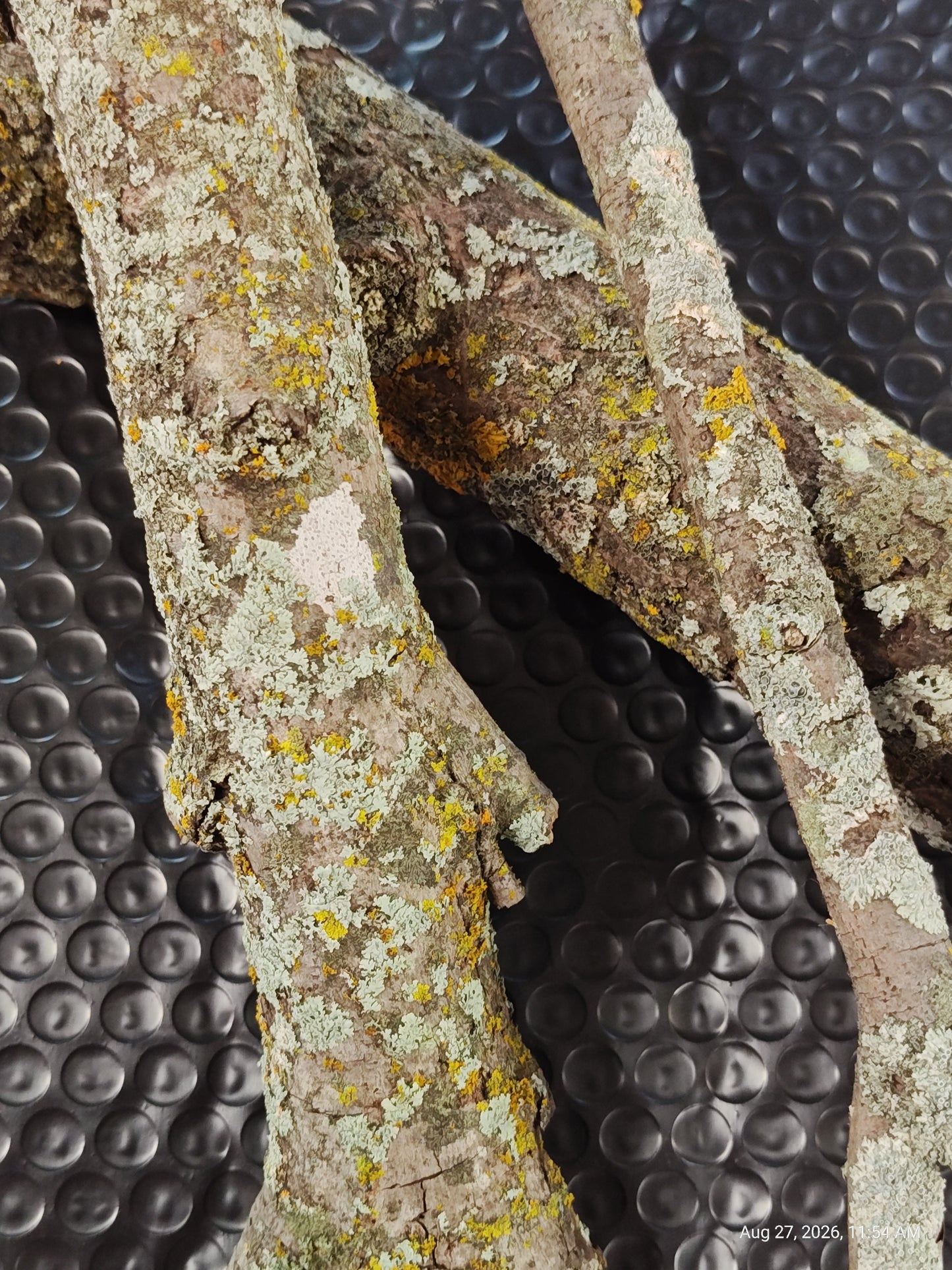 Lichen/Moss Small Log for Isopods & Bio Actives