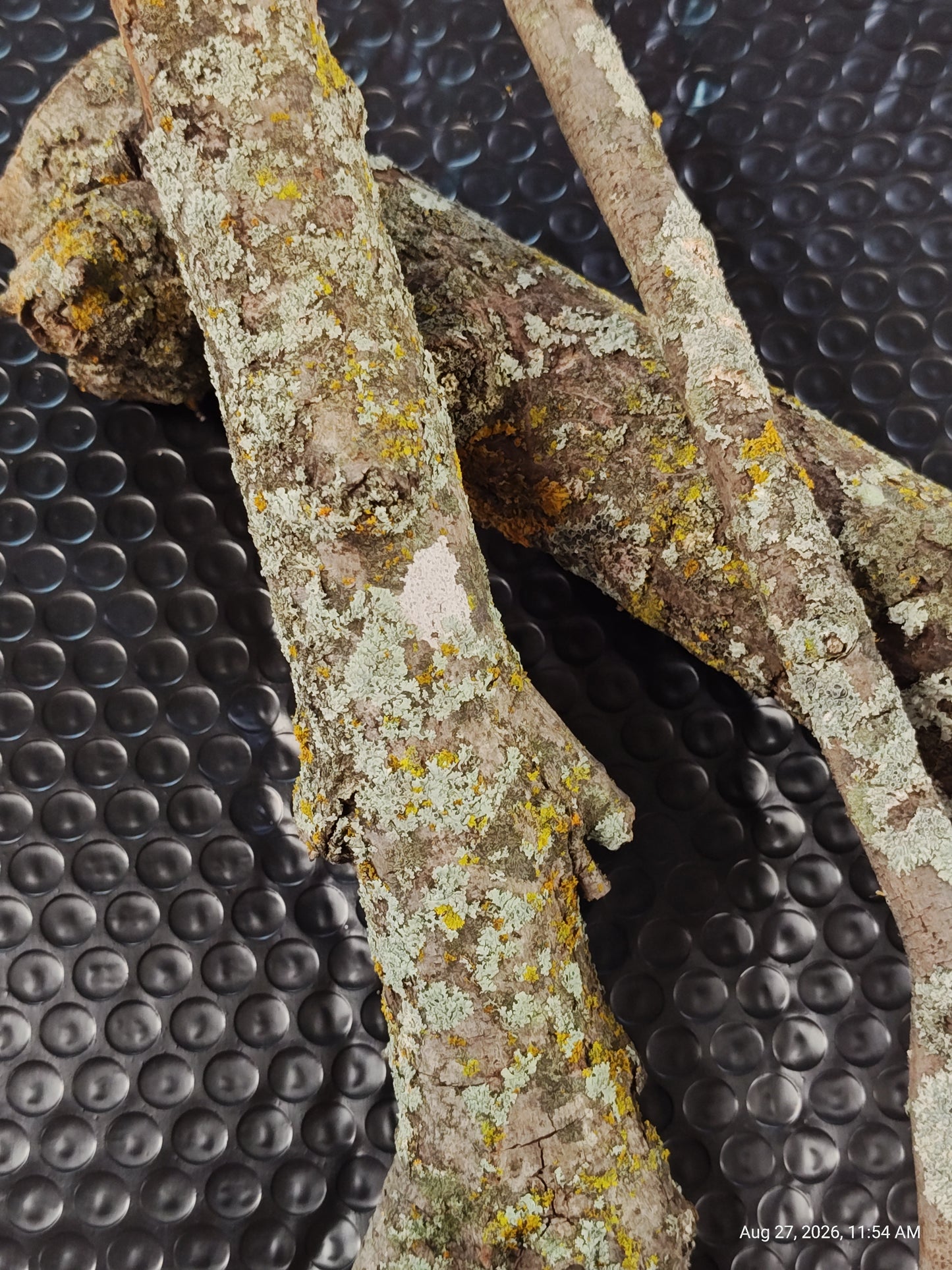 Lichen/Moss Small Log for Isopods & Bio Actives