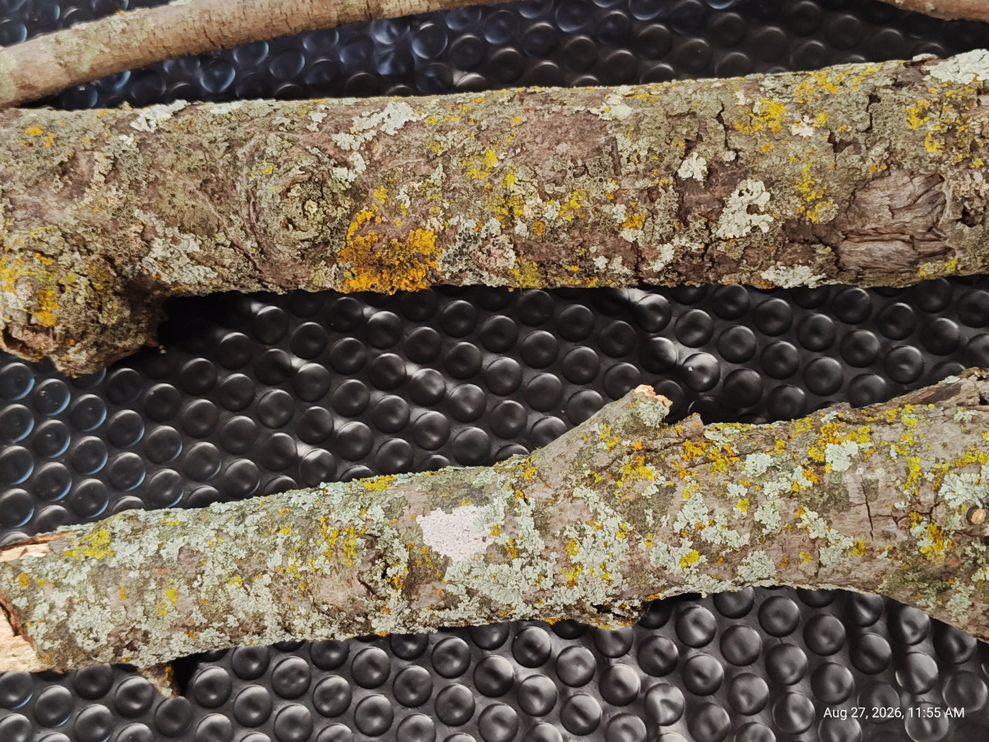 Lichen/Moss Small Log for Isopods & Bio Actives