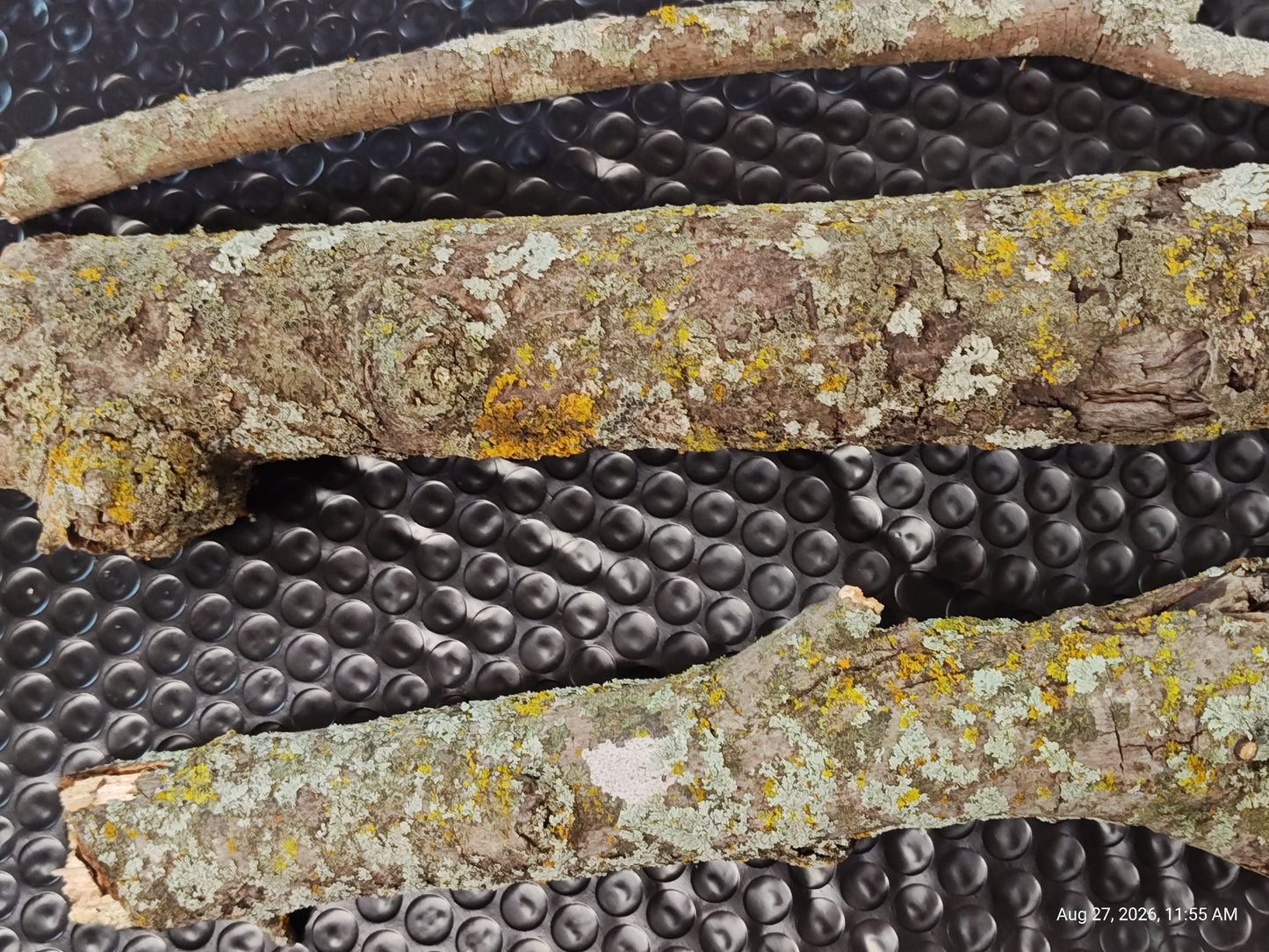 Lichen/Moss Small Log for Isopods & Bio Actives