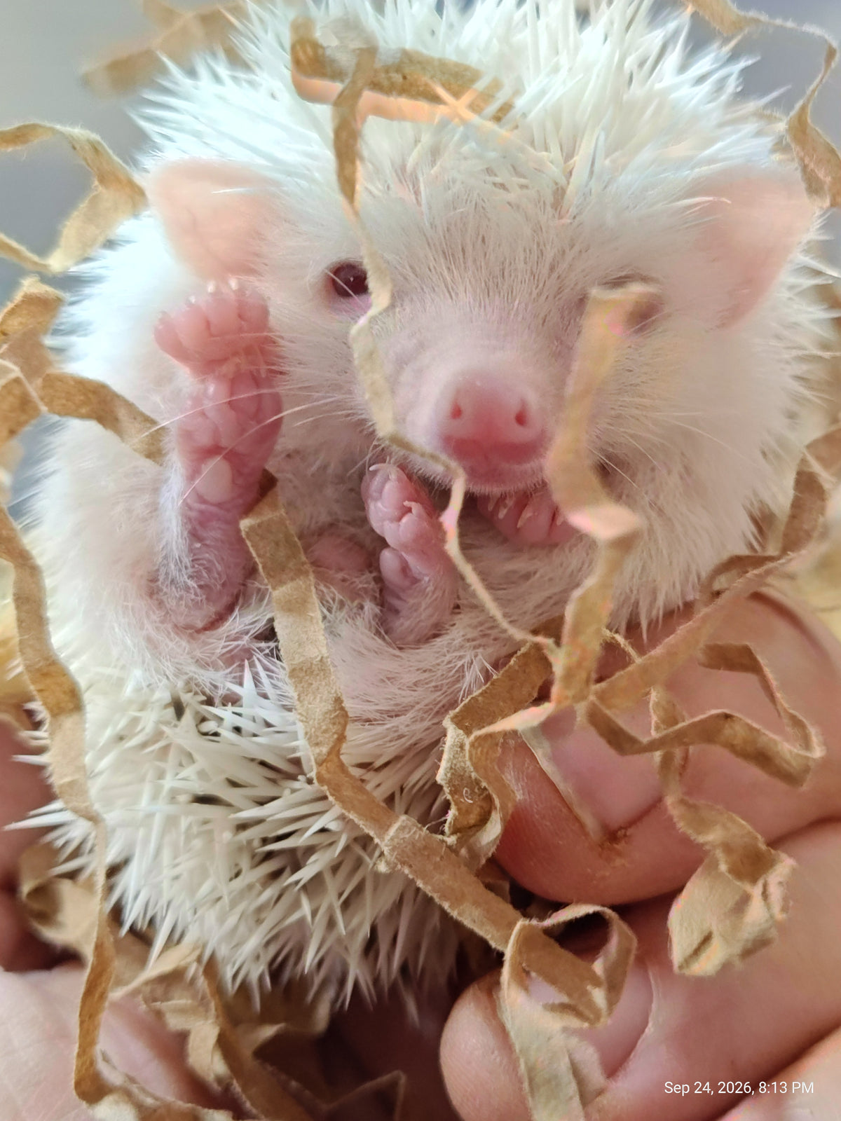 African Pygmy Hedgehog Babies – Cuddly Companions by PNC Family FInds