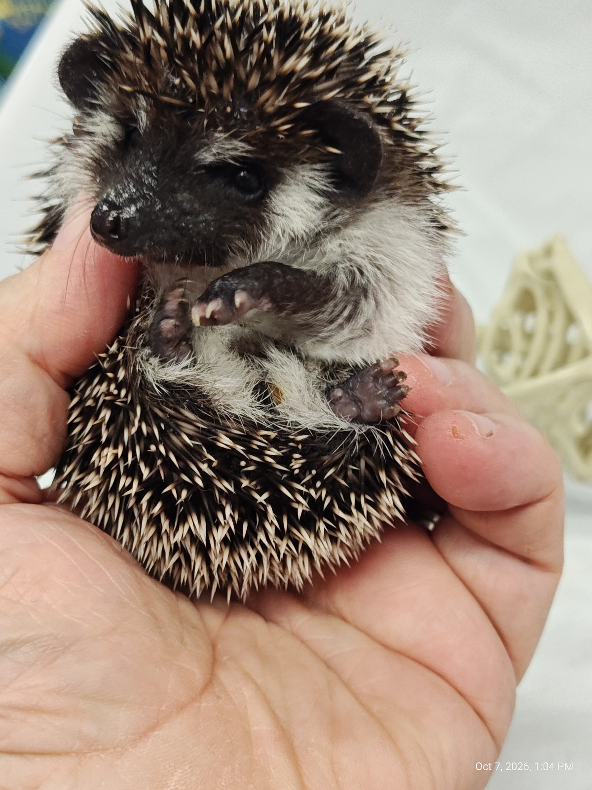 African Pygmy Hedgehog Babies – Cuddly Companions by PNC Family FInds