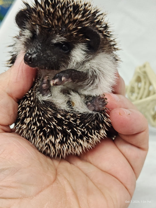 African Pygmy Hedgehog Babies – Cuddly Companions by PNC Family FInds