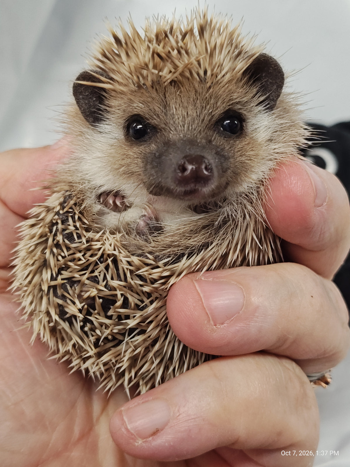African Pygmy Hedgehog Babies – Cuddly Companions by PNC Family FInds