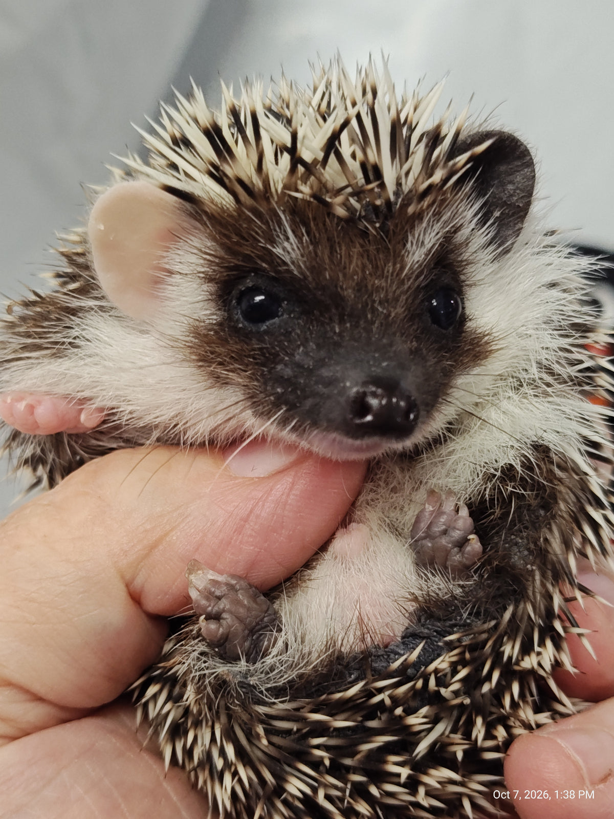 African Pygmy Hedgehog Babies – Cuddly Companions by PNC Family FInds