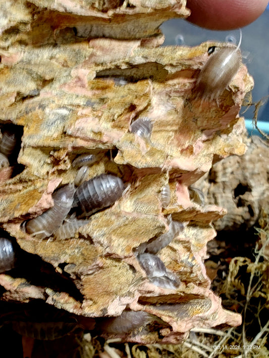 PORCELLIO LAEVIS --MILK BACKS Isopods 10+ Pods