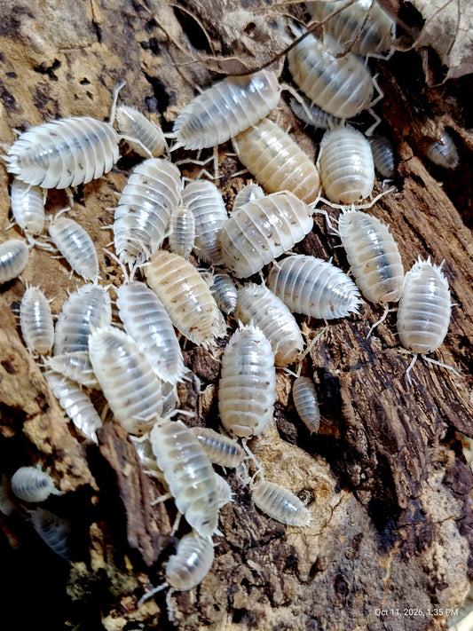 PORCELLIO LAEVIS-- WHITE Isopods 10+Pods