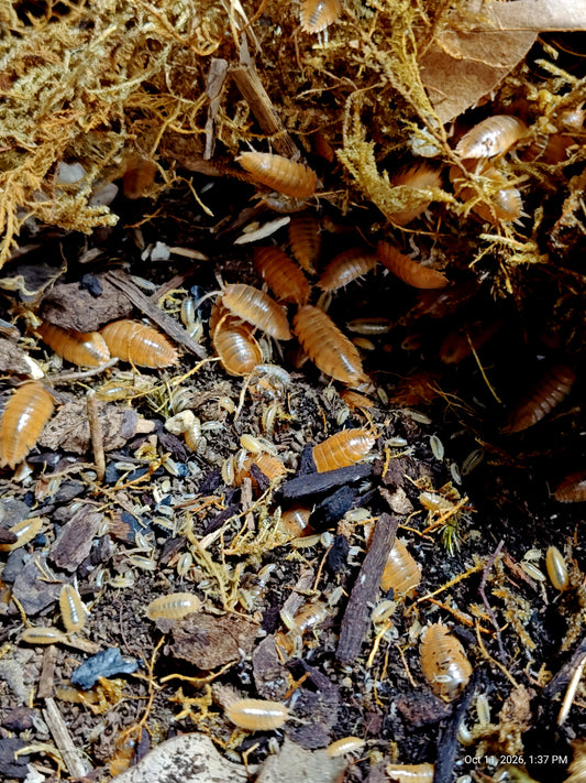 PORCELLIO LAEVIS --ORANGE Isopods 10+ Pod