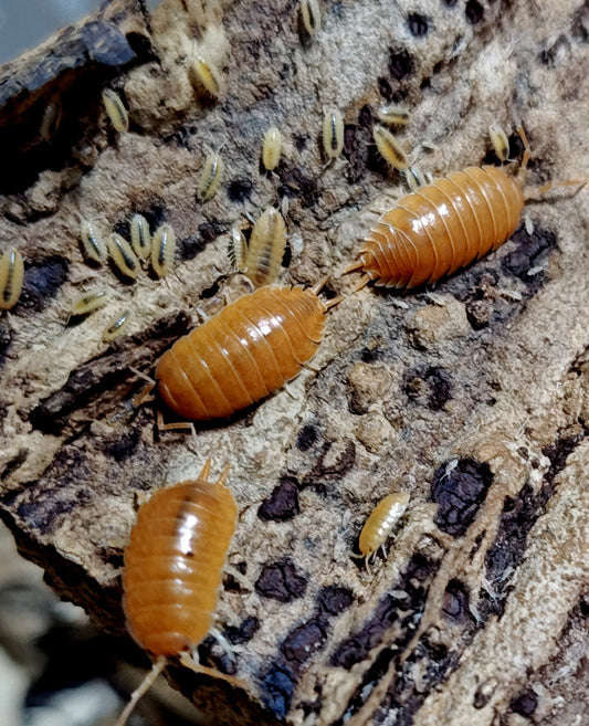 PORCELLIO LAEVIS --ORANGE Isopods 10+ Pod
